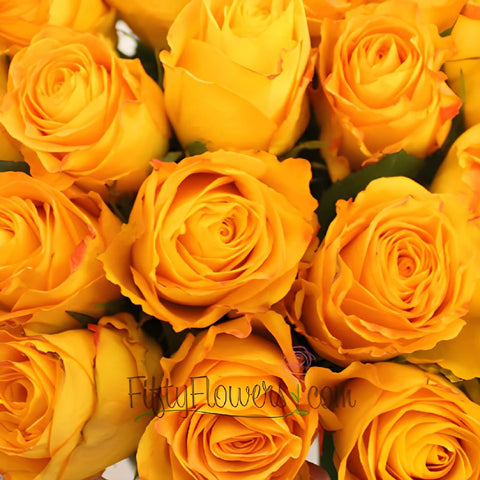 Kerio Golden Yellow Rose
