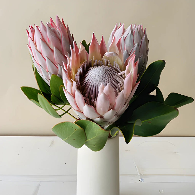 Tropical Flowers King Protea in a vase