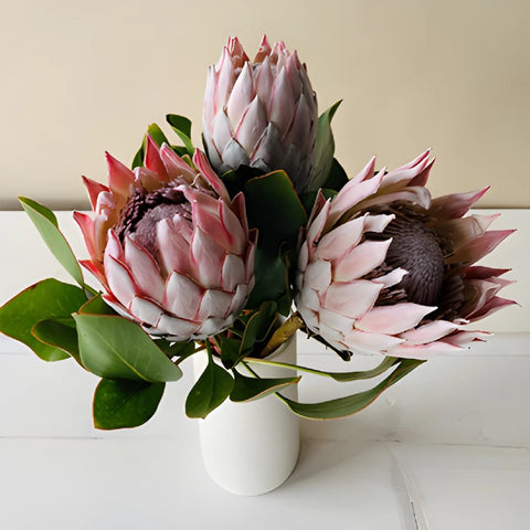 King Protea Tropical floral in a vase