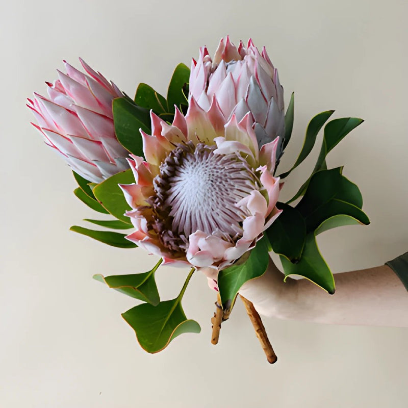 King Protea stems in a hand