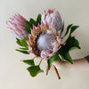 King Protea Flower