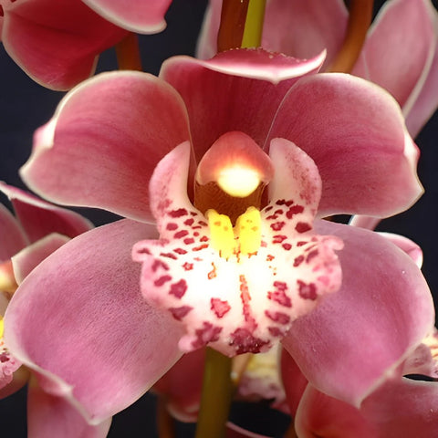 Rosey Wine Mini Cymbidium Orchid