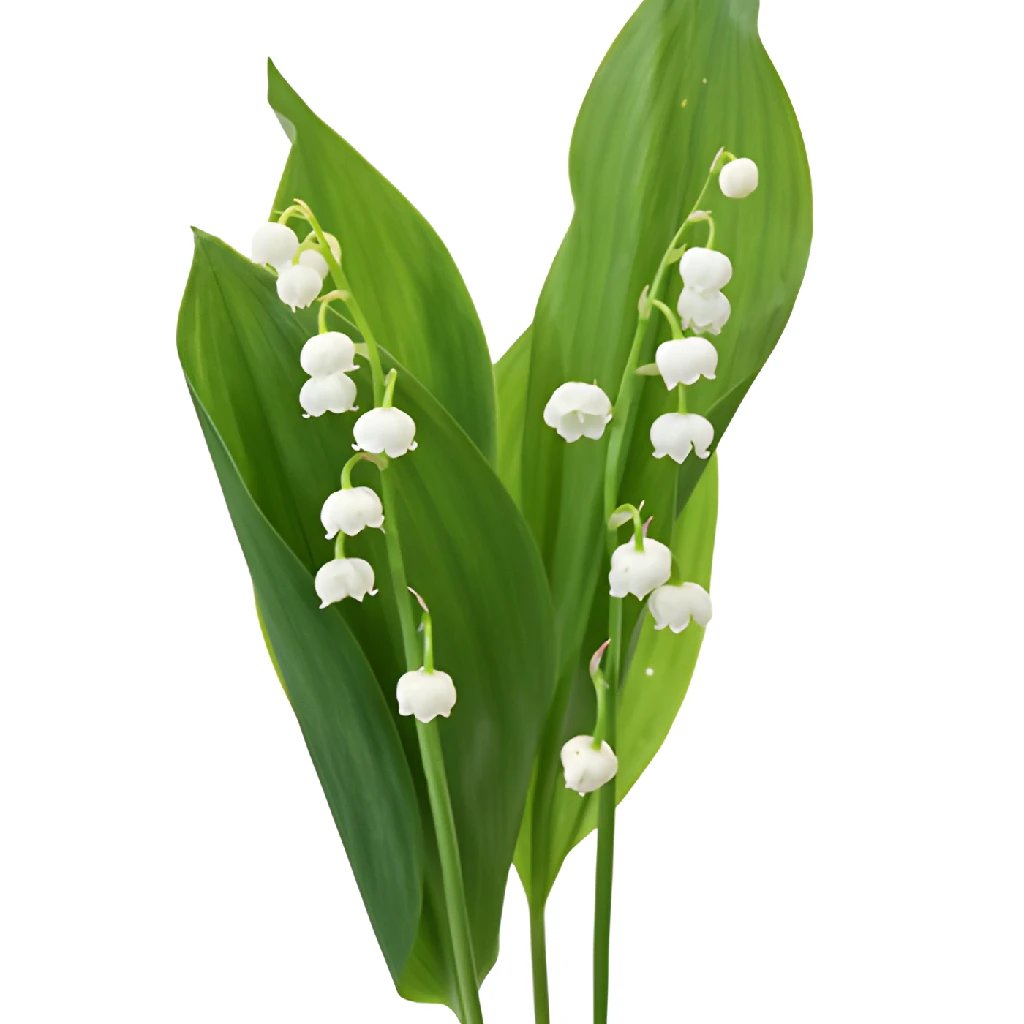 Lowe's White Lily Of The Valley Bulbs (L8114) Bagged 8-Count in