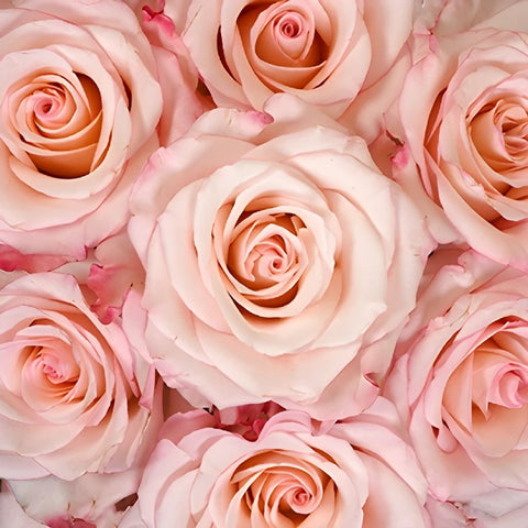 Party Pink Wholesale Roses