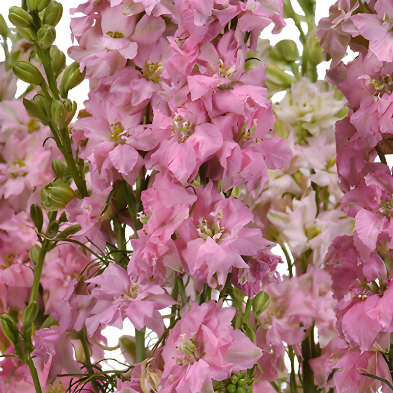 Dried Flower Bunch-Larkspur Pink