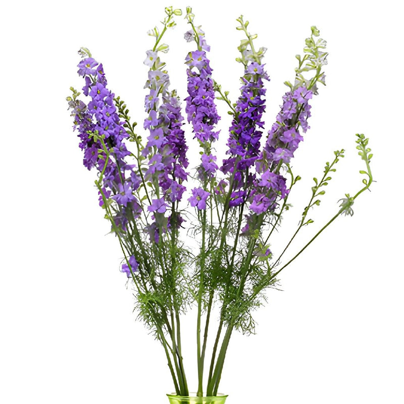 Larkspur Lavender Flower