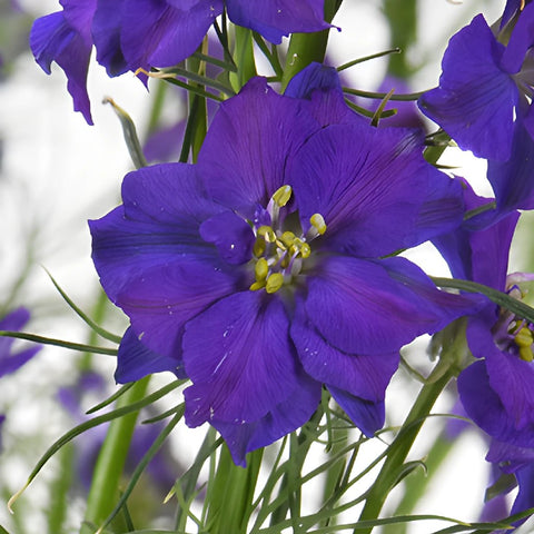 Larkspur Violet Flower