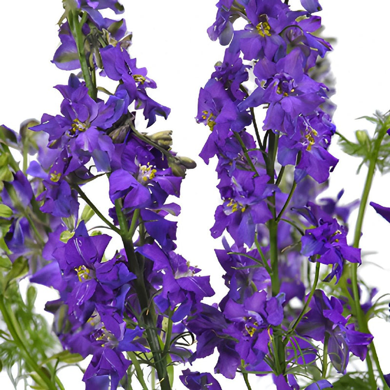 Larkspur Violet Flower