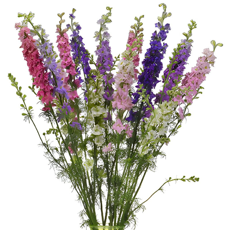 Wholesale Larkspur Flower assorted colors