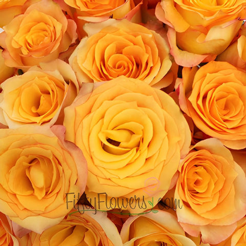 Latin Beauty Sunset Rose