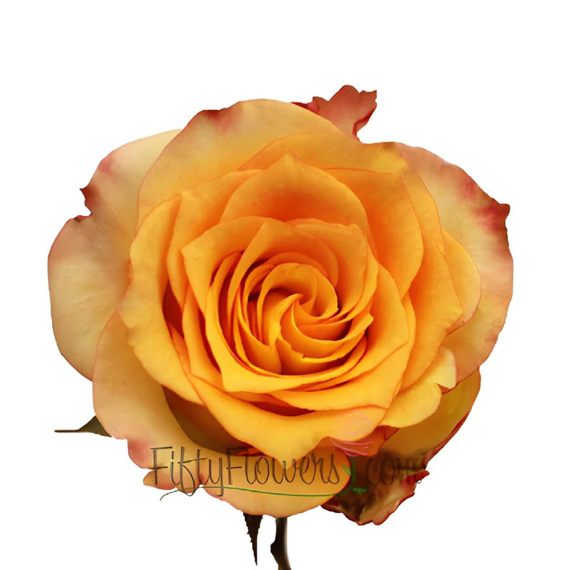 Latin Beauty Sunset Rose