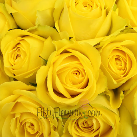 Latina Yellow Rose