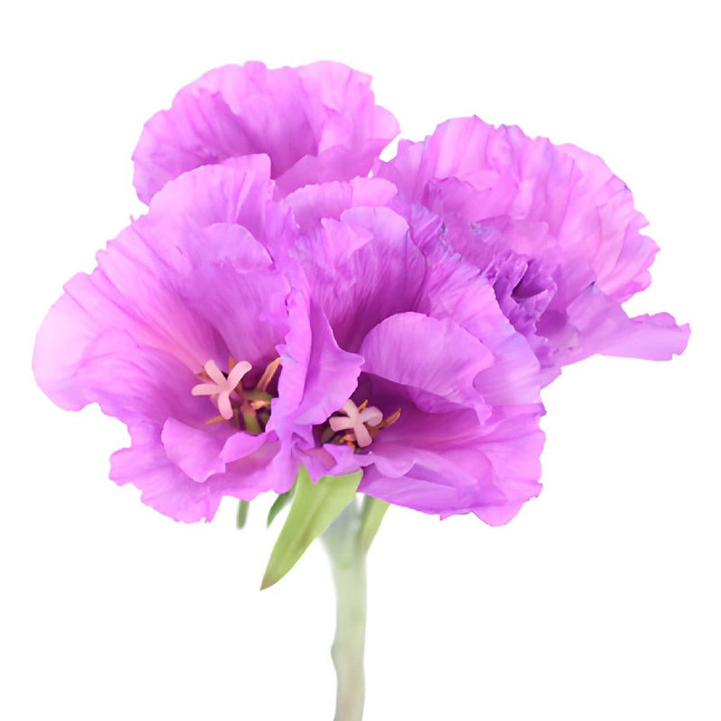 Lavender Berry Godetia Wedding Flowers