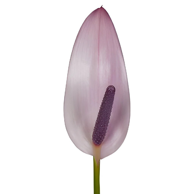 Lavender Lady Designer Anthurium Flower