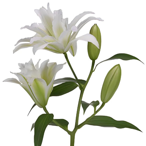 Double Bloom White Lily