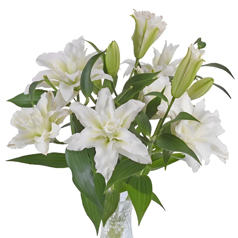 Double Bloom White Lily