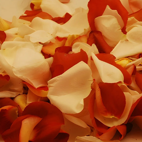 Terracotta Fresh Rose Petals Wholesale