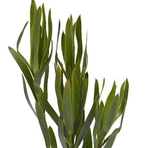 Slender Gems Leucadendron