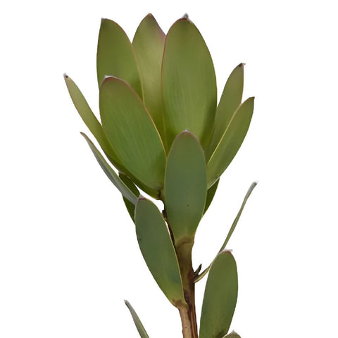 Green Gem Leucadendron