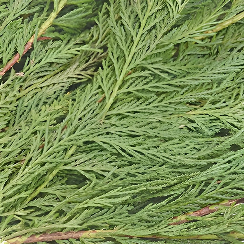 Cedar - Green – Kukka Flowers