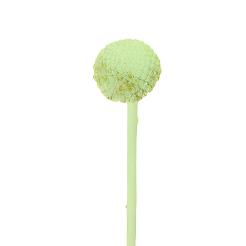 Mint Green Wholesale Craspedia Balls