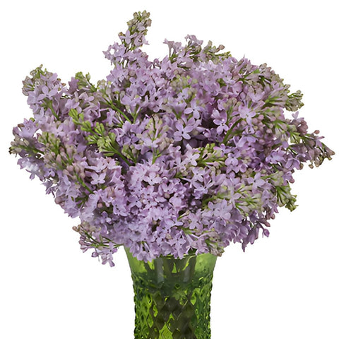 Fresh Lilac Flower Delivery