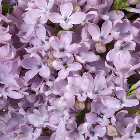 Syringa Lavender Lilac Flower