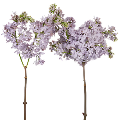 Buy fresh lilac Flower for weddings