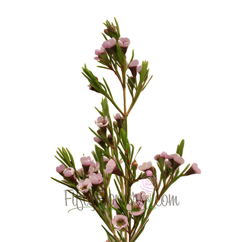 Light Pink Wax Flower Jan to April Delivery