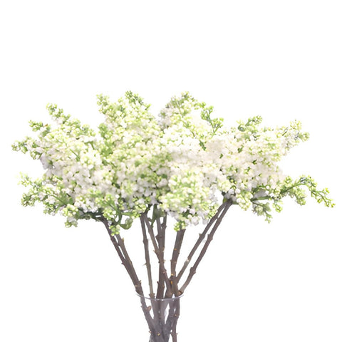 Premium White Lilac Flower