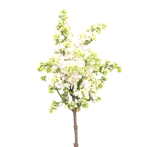 White Lilac Flower