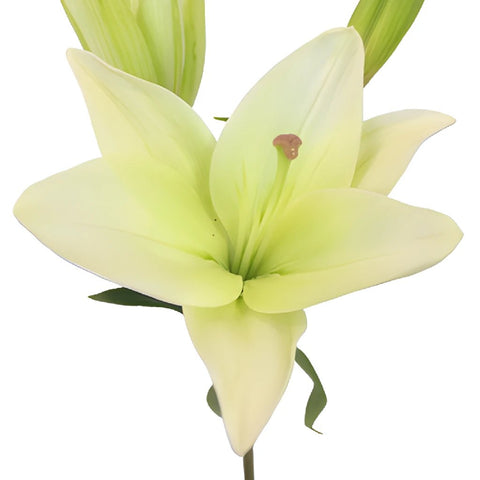 Creamy White Asiatic Lily