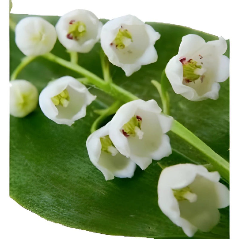 Lily of The Valley Thinking of You, Send online instantly