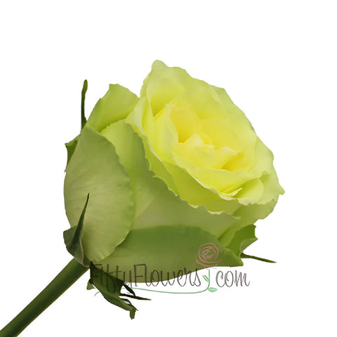 Limbo Green Yellow Rose