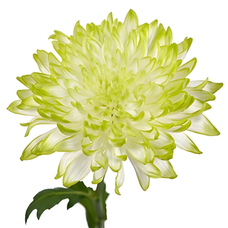 Electric Apple Chrysanthemum Cremon