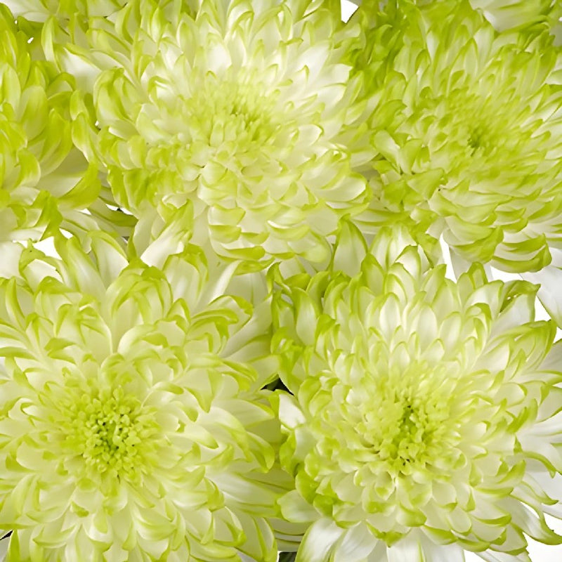 Electric Apple Chrysanthemum Cremon