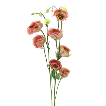 Terracotta Rose Single Lisianthus Flower for October to May Delivery