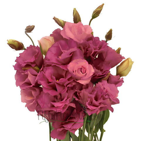 Dark Pink Lisianthus Wholesale Flower In a vase