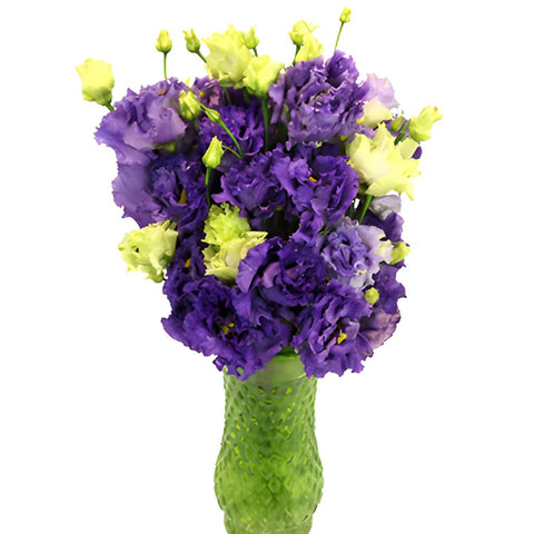 Double Alissa Blue Purple Lisianthus Wholesale Flower In a vase