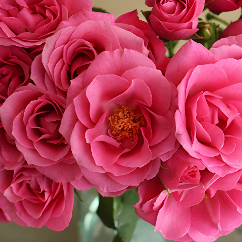 Lovely Lydia Dark Pink Roses Up Close