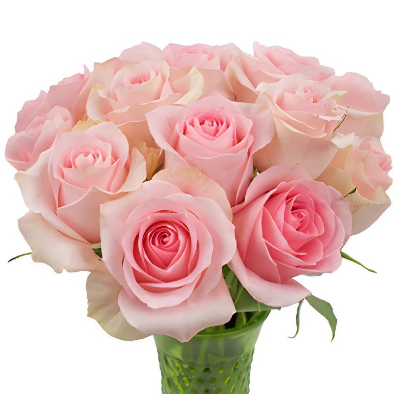 Luciana Light Pink Rose