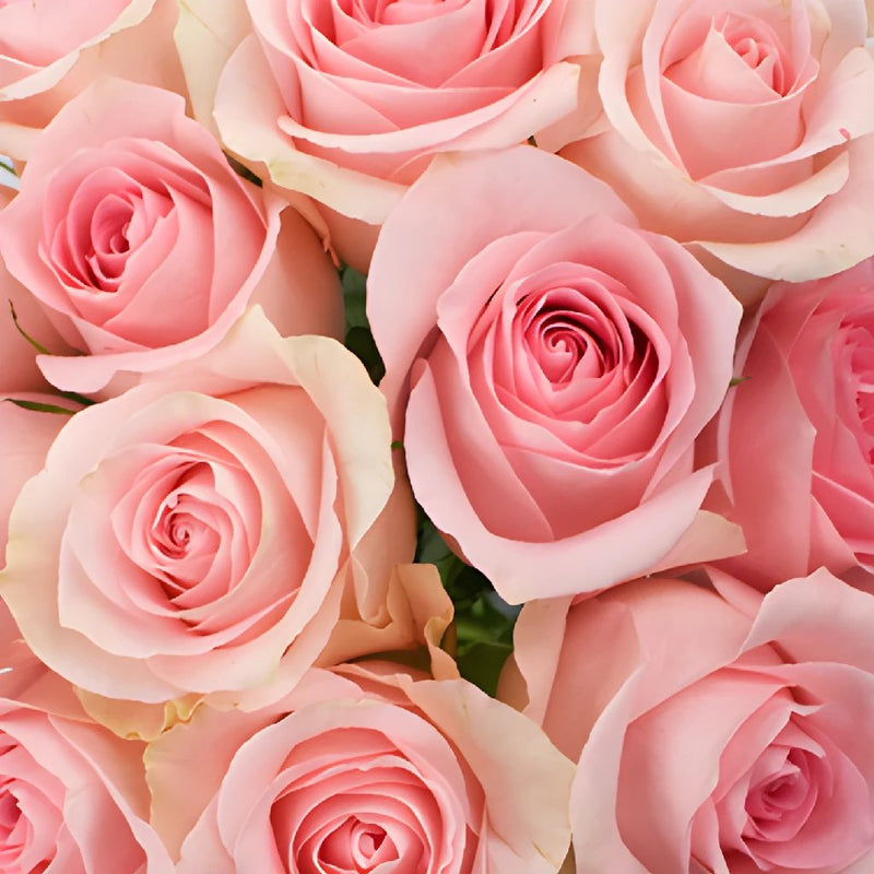 Luciana Light Pink Rose