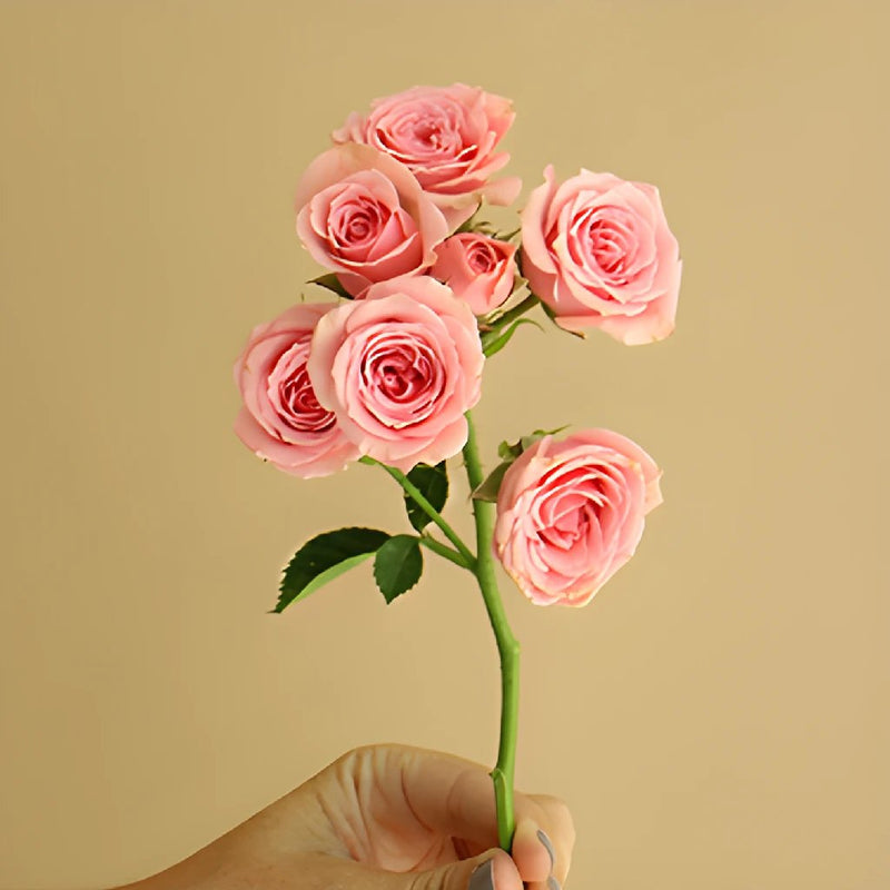 Spray Rose - Light Pink - Wholesale Bulk Flowers - Cascade Floral