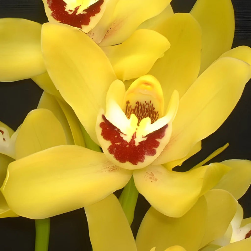 Mini Cymbidium Orchids Sunny Yellow