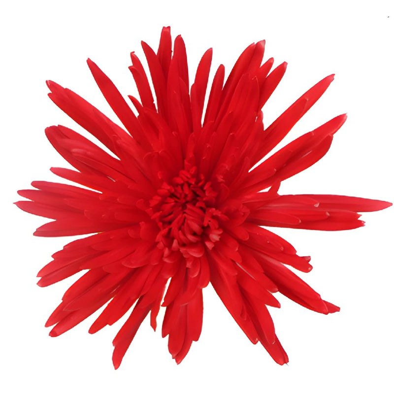 Red Hot Airbrushed Wedding Flower