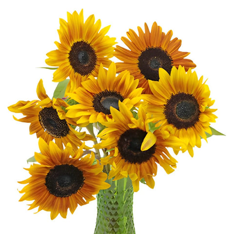Ring of Fire Sunflowers