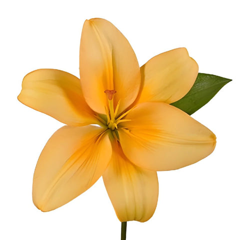 Peach Asiatic Lily