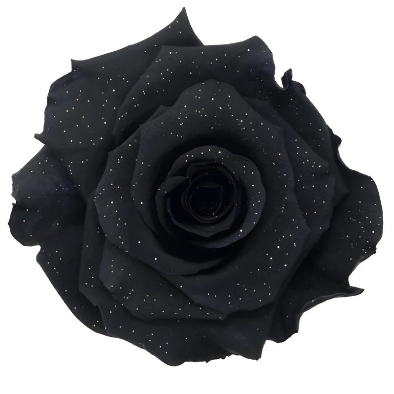 Preserved Metalized Night Black Rose