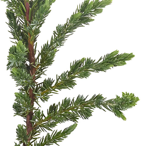 Buy Wholesale Green Arbor Cedar Winter Greenery in Bulk - FiftyFlowers