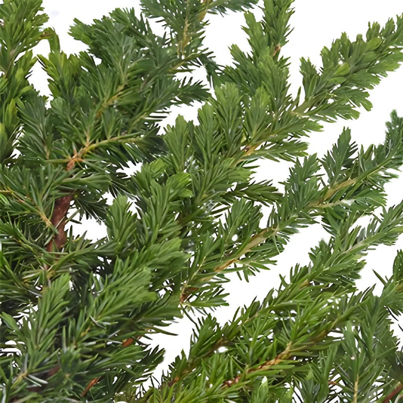 Buy Wholesale Green Arbor Cedar Winter Greenery in Bulk - FiftyFlowers